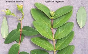 Image result for Melasma calycinum