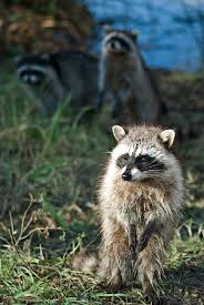 My Life In The Woods Cute Animals Cute Creatures Animals Wild