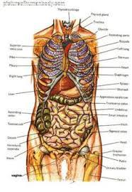 The muscles and the bones are under the layer of subcutaneous fat. 21 Rib Cage Ideas Rib Cage Anatomy Art Drawings