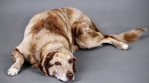 We did not find results for: Australian Shepherd Lab Mix An Aussiedor Owner S Guide All Things Dogs All Things Dogs