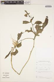 Image result for Helichrysum longiramum