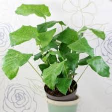 Image result for Halopegia