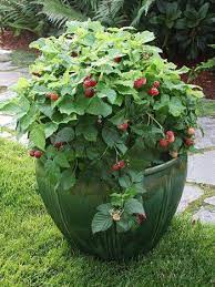 Pin On Vertical Gardens