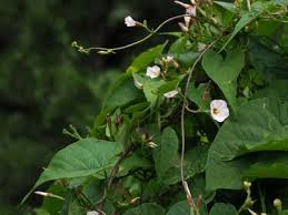 Image result for Xenostegia alatipes