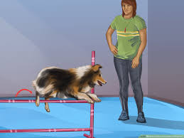 Find australian shepherd puppies in canada | visit kijiji classifieds to buy, sell, or trade almost anything! How To Train An Australian Shepherd 12 Steps With Pictures