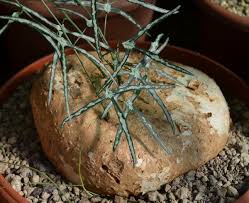 Image result for Pyrenacantha kirkii