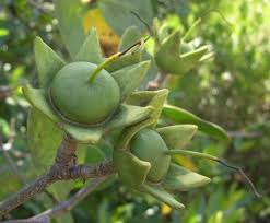 Image result for Sonneratia