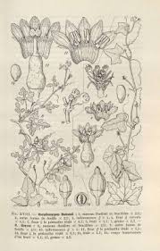 Image result for Corallocarpus poissonii