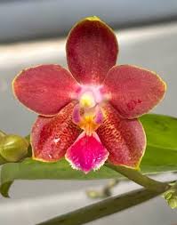 Image result for Disa equestris