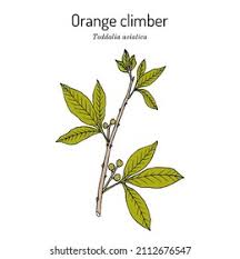 Image result for Toddalia