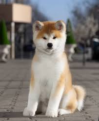Akita Inu 2 5 Montha Akitainu Akita Khabarovsk C Cani E Cuccioli Cane Akita Animali Carini