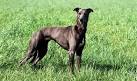 Lurcher | Definition of Lurcher by Merriam-Webster