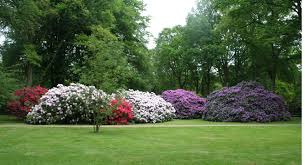 Photo botanischer garten bremen, bremen, bremen, germany. Rhododendron Park Bremen Wikipedia