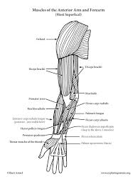 Included are several layered views of the back muscles, the doral muscles, subclavius. Muscles Of The Arm And Forearm Anterior Advanced