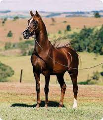 Indrumarea si sprijinirea crescatorilor de cai pur sange arab ce doresc sa participe in concursurile de obstacole. Pur Sange Arab Poze Pur Sange Arab Alimentatie Pur Sange Arab