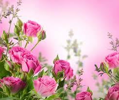 Pembe Cicekler Duvar Kagidi Duvar Paneli Dunyasi Strafor Duvar Paneli Duvar Kaplama .kesme çiçekler, çiçek deseni, bilgisayarın duvar kağıdı, rosa centifolia, gül emri, çiçek düzenleme, pembe aile, çiçek açmak, kiraz çiçeği, kapatmak, pembe çiçek, natürmort fotoğrafçılığı. pembe cicekler duvar kagidi
