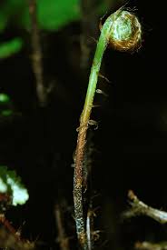 Image result for Aleuritopteris welwitschii