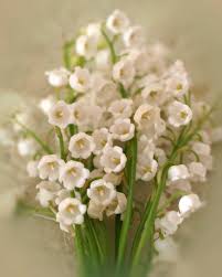 Your grandma is one of the best people in the world and your favorite family member. Lily Of The Valley These Were My Grandma S Favorite Flower And Their Scent Always Reminds Me Of Her Beautiful Flowers May Birth Flowers Lily Of The Valley
