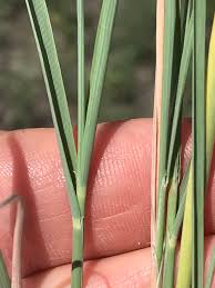 Image result for Ischaemum afrum