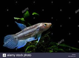 Penang Betta Or Betta Pugnax Stock Photo Alamy