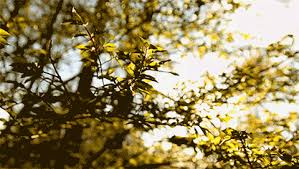 With tenor, maker of gif keyboard, add popular wind trees animated gifs to your conversations. Arbor Day In Homewood Identify Your Trees On The Shelves At Homewood Public Library Nature Gif Aesthetic Gif Hufflepuff Aesthetic
