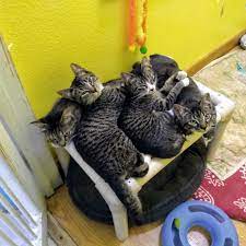 Browse the cats and dogs available for adoption here or on petfinder. Spchs South Pacific County Humane Society In Long Beach Wa Home Facebook