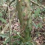 Image result for Sclerocroton cornutus