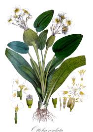 Image result for Hydrocharitaceae
