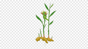 Excess salt in the soil. Ginger Leaf Plant Condiment Grasses Plant Ginger Ginger Leaves Seasoning Watercolor Leaves Branch Png Pngegg