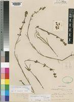 Image result for Aspidoglossum biflorum