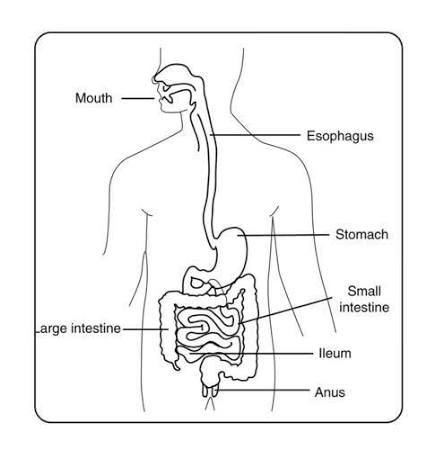 Digestive system diagram