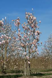 Image result for magnolia soulangeana