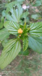 Image result for Malvastrum coromandelianum