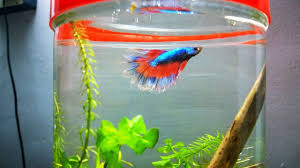 Selecting A Bigger Betta Fish Aquarium Betta Fish Aquarium Fish Aquarium