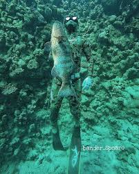 Spearfishing Reviews Photo Spearfishing Beach Fishing Underwater