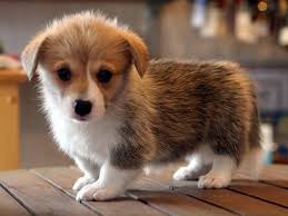 It's also free to list your available puppies and litters on our site. Pembroke Welsh Corgi For Sale In Virginia Beach Boulevard 72
