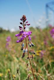 Image result for Desmodium intortum