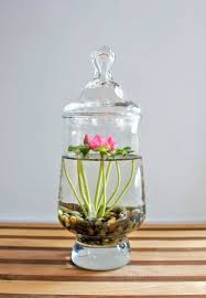 Incredible Diy Terrarium Ideas Indoor Water Garden Plants House Plants