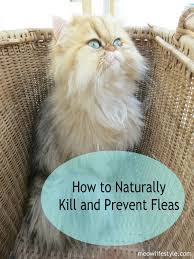 Picking the right essential oils for cats can be tricky. How To Naturally Kill And Prevent Fleas Meow Lifestyle Cat Fleas Essential Oils Cats Fleas