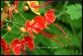 ফুল flowers name list in bengali. 141 The Krishnachura Flower à¦• à¦· à¦£à¦š à¦¡ à¦« à¦² Dwarf Poincia Flickr