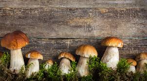 Maybe you would like to learn more about one of these? Funghi Proprieta Nutritive Coltivazione Raccolta E Cucina I Funghi Velenosi