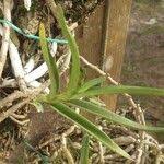 Image result for Tridactyle bicaudata