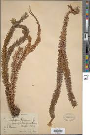 Image result for Huperzia mildbraedii