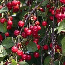 Romeo bush cherry sweet cherry has dark roundromeo bush cherry sweet cherry has dark round fruit that is extremely tasty. Wild Cherry Hedging Shrubs Prunus Avium