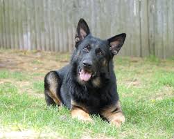 All adoptions require an approved puppy application. Making A Difference For German Shepherd Dogs In Need German Shepherd Rescue Of New England Inc