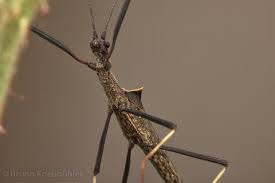 Image result for Pseudobromus