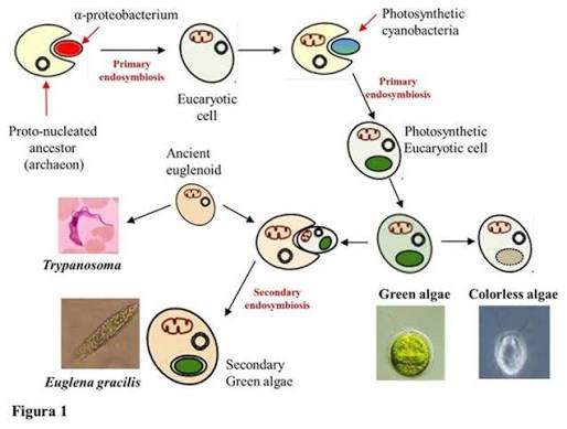 Cómo surgió la vida compleja? . Un nuevo modelo evolutivo de  eucariogenesis. . Figura 1| Un nuevo modelo evolutivo para eucariogénesis:  "Entange-Engulf-Enslave (E3)". a, el ancestro sintrófico/fermentativo de  Asgard archaea probablemente degradó