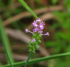 Image result for Polygala capillaris