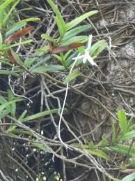 Image result for Jumellea usambarensis