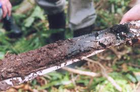 Image result for Voacanga thouarsii